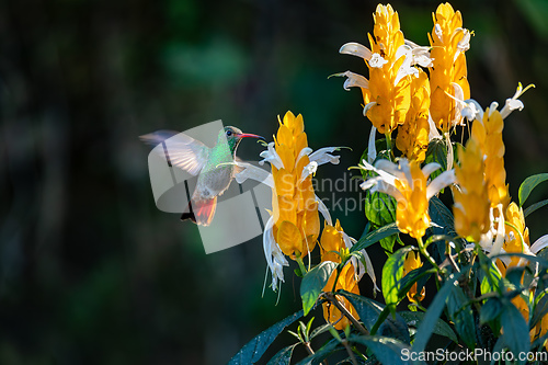 Image of Crowned woodnymph (Thalurania colombica) female hummingbird. Minca Sierra Nevada de Santa Marta. Wildlife birdwatching in Colombia