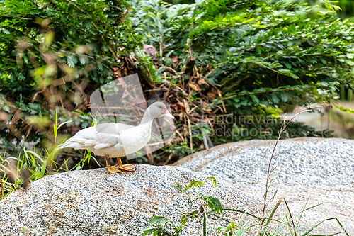 Image of Muscovy duck (Cairina moschata). Tayrona, Caribbean region. Wildlife and birdwatching in Colombia.