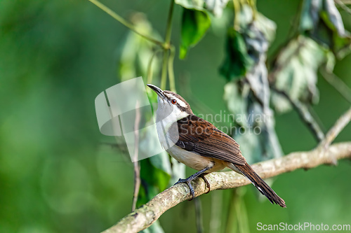 Image of Bicolored wren (Campylorhynchus griseus), Rio Negro, Antioquia Columbia