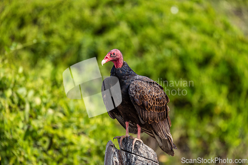 Image of Turkey vulture (Cathartes aura), El Paso Cesar Department. Wildlife and birdwatching in Colombia.