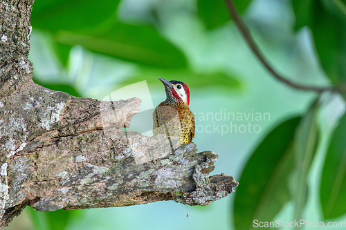 Image of Spot-breasted woodpecker or flicker (Colaptes punctigula), Antioquia. Wildlife and birdwatching in Colombia.