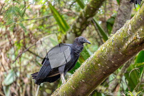 Image of Black vulture (Coragyps atratus), Guatavita Cundinamarca department. Wildlife and birdwatching in Colombia.