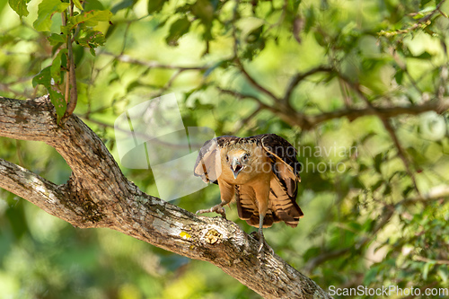 Image of Yellow-headed caracara (Milvago chimachima), Cesar department, Wildlife and birdwatching in Colombia