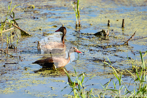 Image of Black-bellied whistling duck (Dendrocygna autumnalis), Magdalena department. Wildlife and birdwatching in Colombia.