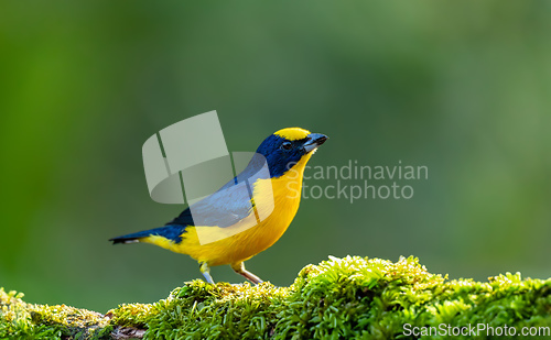 Image of Thick-billed euphonia (Euphonia laniirostris). Rio Negro, Antioquia Columbia