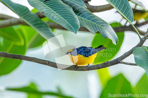 Image of Thick-billed euphonia (Euphonia laniirostris). Rio Negro, Antioquia Columbia