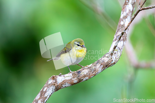 Image of Tennessee warbler (Leiothlypis peregrina), Minca, Sierra Nevada de Santa Marta. Wildlife and birdwatching in Colombia.