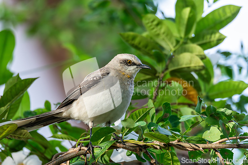 Image of Tropical mockingbird (Mimus gilvus). Barichara, Santander department. Wildlife and birdwatching in Colombia