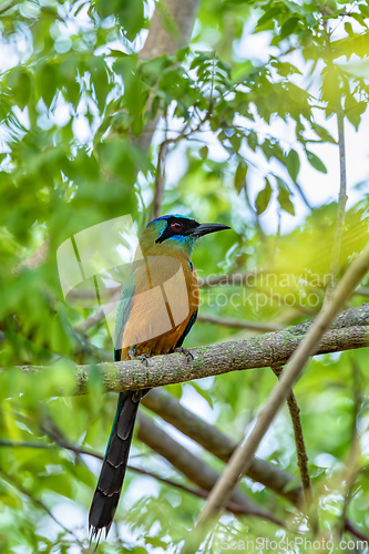 Image of Andean motmot or highland motmot (Momotus momota). Barichara, Santander department. Wildlife and birdwatching in Colombia