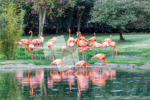 Image of American flamingo (Phoenicopterus ruber), large species of flamingo. Bioparque Wakata. Wildlife and birdwatching in Colombia