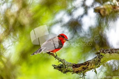 Image of Vermilion flycatcher (Pyrocephalus obscurus) male. Barichara, Santander department. Wildlife and birdwatching in Colombia
