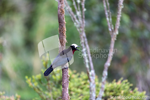 Image of White-capped tanager (Sericossypha albocristata), Santuario del Oso de Anteojos. Wildlife and birdwatching in Colombia