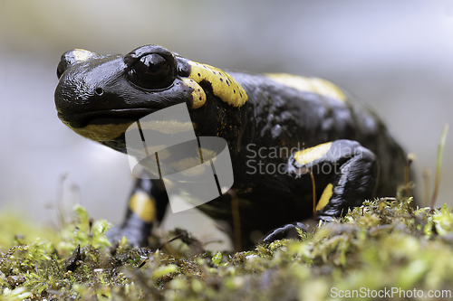 Image of colorful salamander in natural habitat
