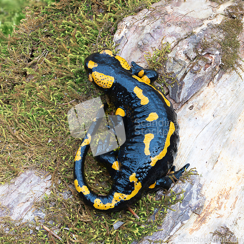 Image of full lenght salamander in natural habitat