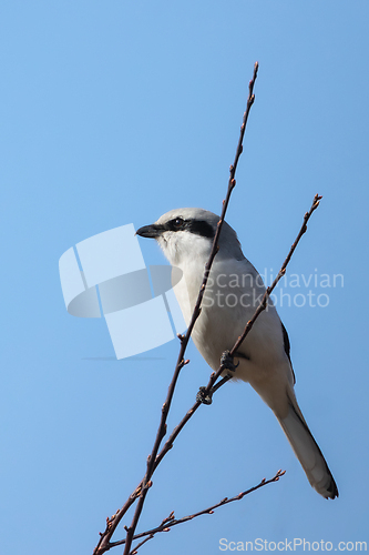 Image of great grey shrike on a twig