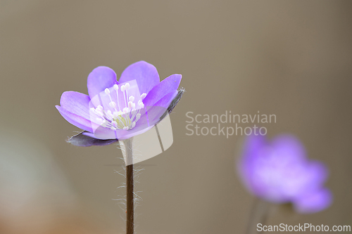 Image of Hepatica nobilis in natural habitat (Anemone hepatica)