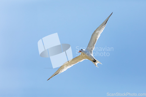 Image of Royal tern (Thalasseus maximus), Santuario de Fauna y Flora Los Flamencos. Caribbean Region. Wildlife and birdwatching in Colombia