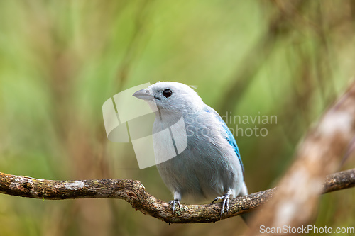 Image of Blue-gray tanager (Thraupis episcopus). Minca, Sierra Nevada. Magdalena department. Wildlife and birdwatching in Colombia.