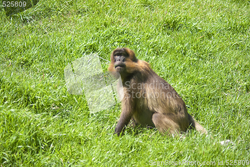 Image of Baboon Monkey