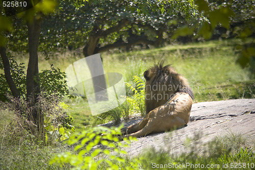 Image of Male Lion