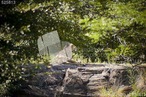 Image of Female Lion