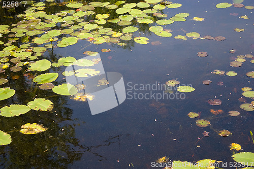 Image of Lily Pads