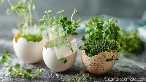 Image of Group of eggs with sprouts growing out, resembling houseplants in flowerpots