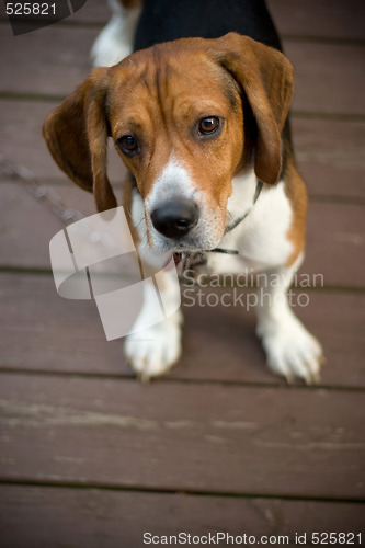 Image of Cute Beagle Pup