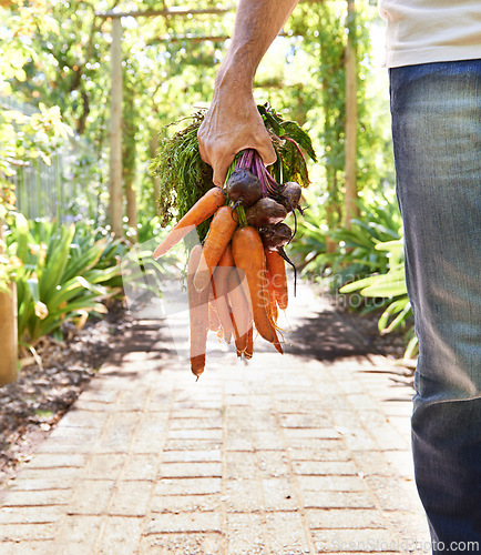 Image of Person, hand and carrots or farming vegetables for agriculture nutrition as harvest, growth or production. Fingers, beetroot and healthy with plants for gardening or fresh food, eco or small business