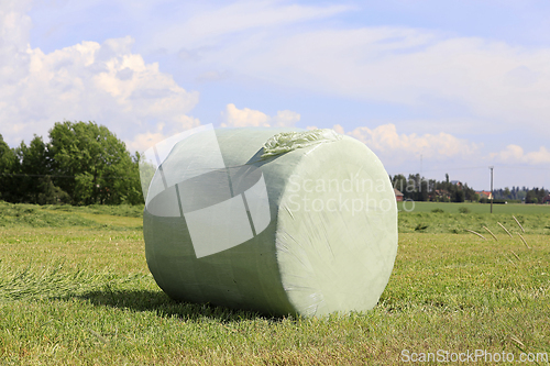 Image of Silage Bale Wrapped in Green Plastic