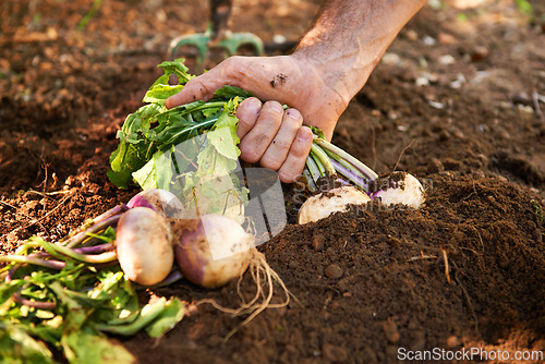 Image of Hand, radish and soil or gardening vegetables as small business production, agriculture or sustainability. Person, pull and healthy diet in ground or nutrition harvest, farming or organic environment