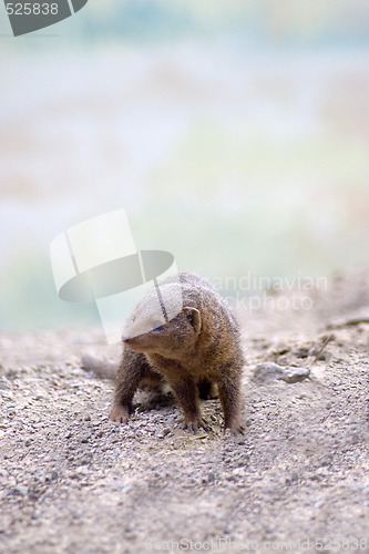 Image of Cute Mongoose