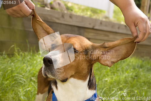 Image of Big Ear Beagle
