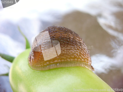 Image of Huge Slug