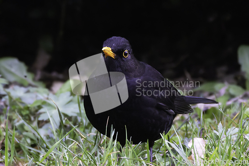 Image of blackbird foraging for food in the park lawn