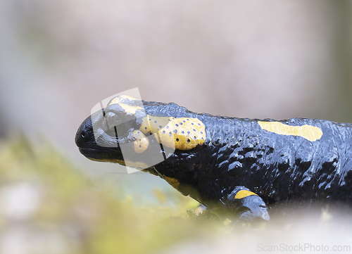 Image of closeup of colorful fire salamandra