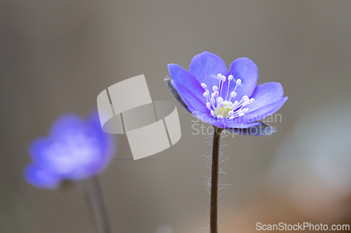 Image of detail of Hepatica nobilis flower