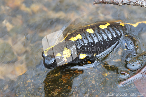 Image of fire salamander in mating season