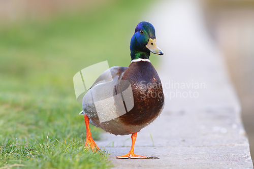 Image of funny mallard drake walking towards the camera