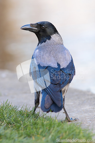 Image of hooded crow in an urban park