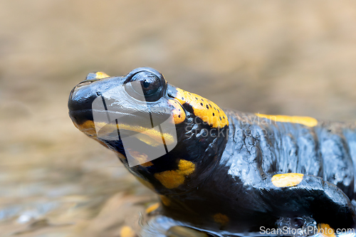 Image of macro portrait of fire salamander