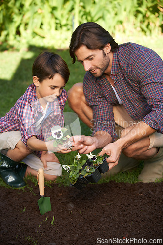 Image of Dad, son and garden in backyard by soil to plant flowers, teach and show to implant in dirt for floral bed. Parent, kid and lawn in yard by nature to bond in sun, together and learn gardening