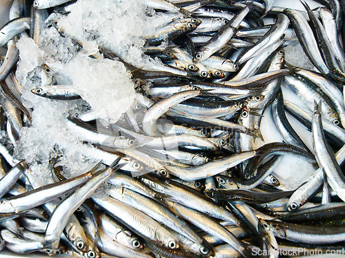 Image of Market, small business or ice with fish in seafood store for health benefits, omega 3 or minerals. Fishing industry, restaurant or frozen sardines at supermarket for groceries, protein or vitamins