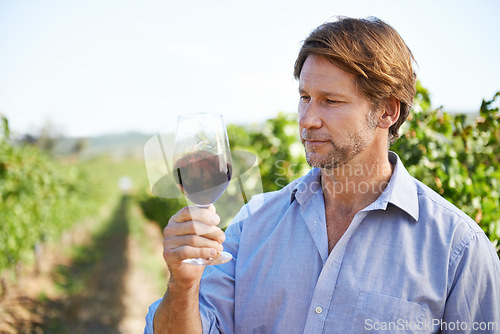 Image of Man, farmer and vineyard with glass of wine for quality control, agriculture and sustainable winery. Vintage, red drink and nature in New Zealand, grape fields and small business for organic alcohol
