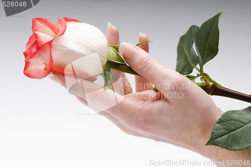 Image of rose