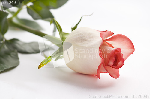 Image of rose