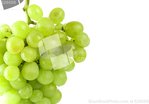 Image of green grapes