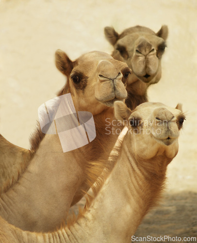 Image of Portrait, camels and group travel in desert together in nature, summer and heat on journey outdoor with sand. Animals, mammal and face of wildlife in Sahara for tourism or dromedary at zoo in Egypt