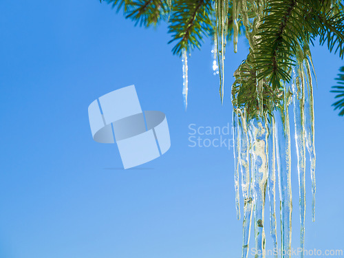 Image of Tree, icicle and leaves in winter nature with blue sky background and environment closeup. Garden, ice and leaf outdoor in forest, park or woods with snow on evergreen plants and natural detail