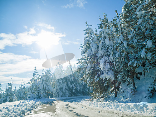 Image of Snow, forest and winter environment or mountain path in Canada for explore nature, cold weather or vacation. Woods, trees and frozen ice or outdoor road for holiday journey, blue sky or adventure